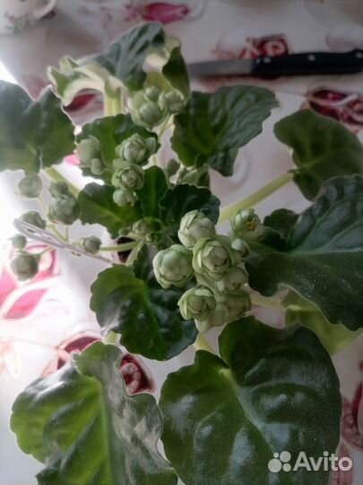 Сортовые фиалки цветущие