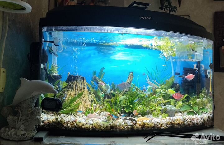 Аквариум панорамный 45л. Бу