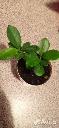 Фикус макломе