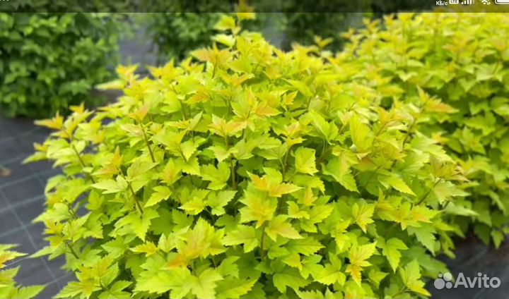 Пузыреплодники разные