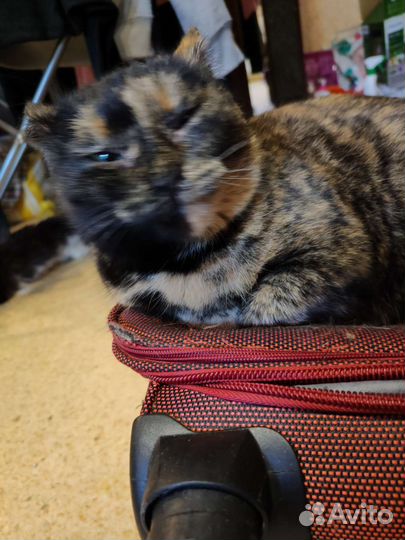 Кошечка Карамелька