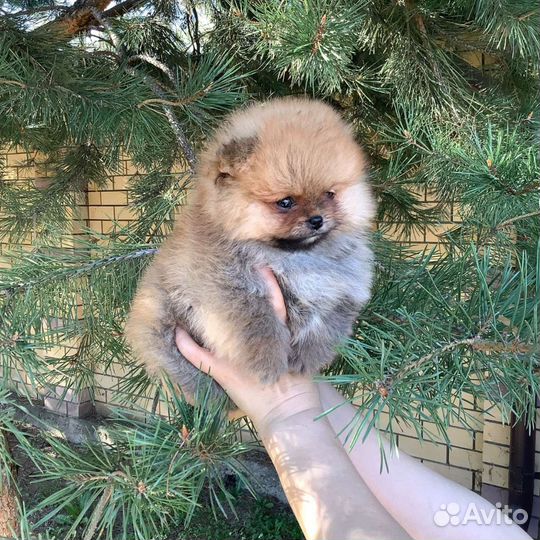 Померанский шпиц