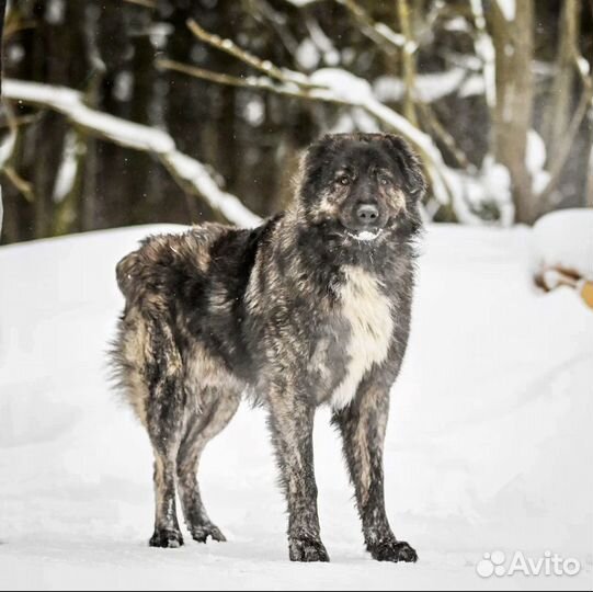 Подросток алабая в дар