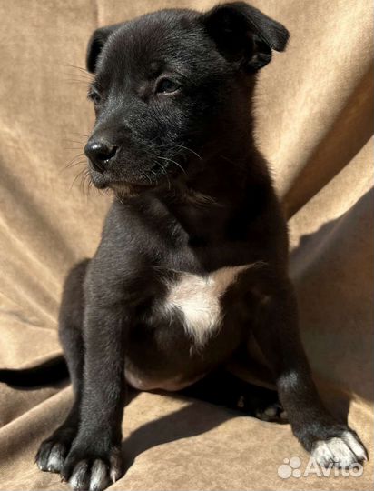 Мальчики и девочки