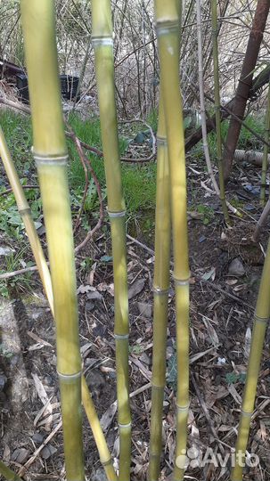 Ствол бамбука