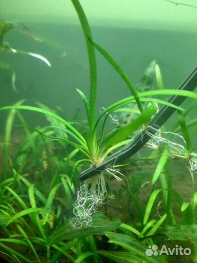 Аквариумные растения, мох Ломариопсис, Сагиттария