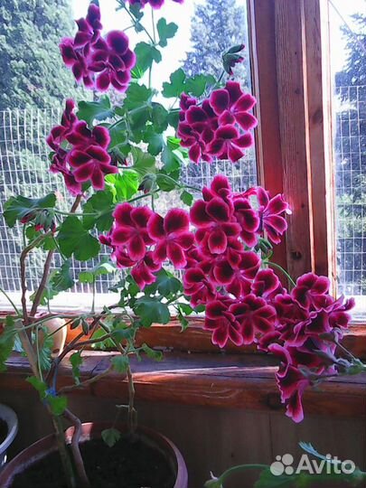 Пеларгония королевская