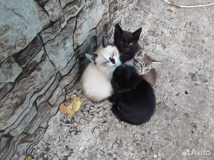 Котята в добрые руки