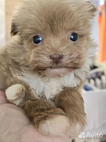 Мальтипу девочка микро корейский тип