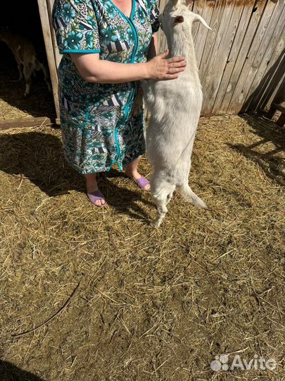 Козы, козлята, козёл на племя