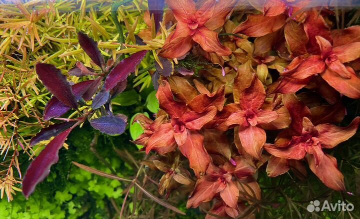 Аквариумные растения