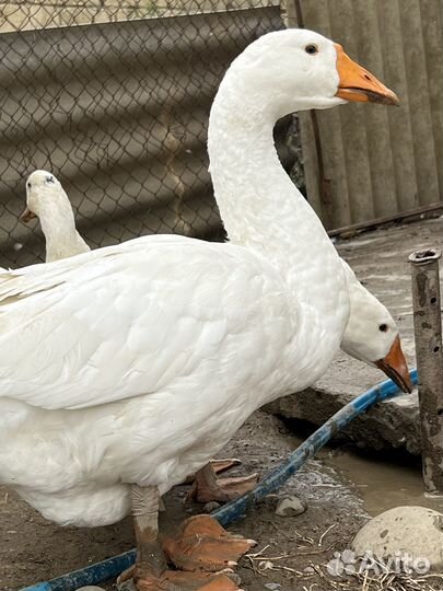 Продам Гусей