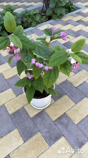 Клеродендрум