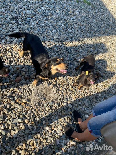 Маленькая собака в добрые руки