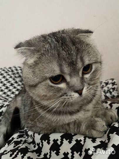 Шотландский кот