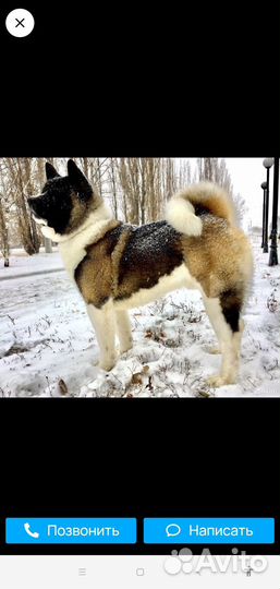 В добрые руки