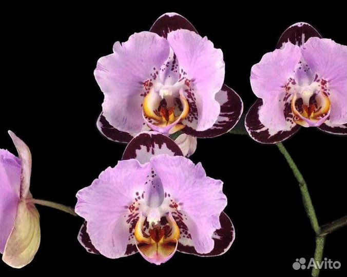 Орхидея фаленопсис Black Piano (бабочка)