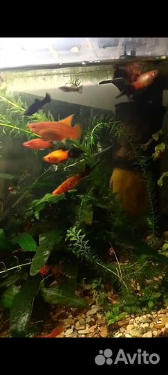 Рыбки, меченосцы, пецилии, молинезии