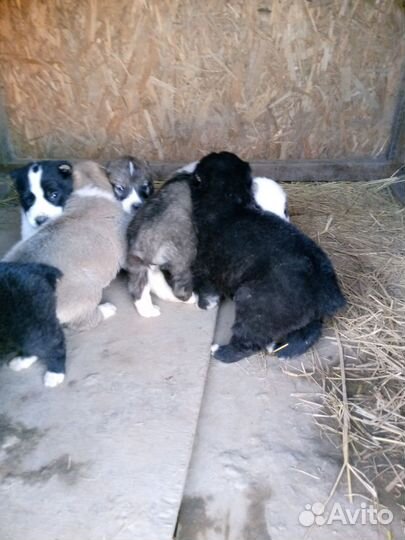 Собаки алабай