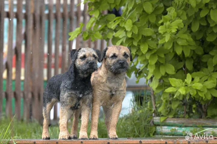 Щенки бордер терьера