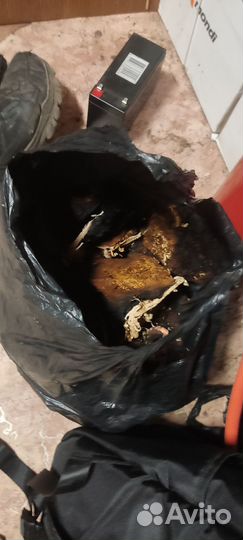 Березовый гриб чага