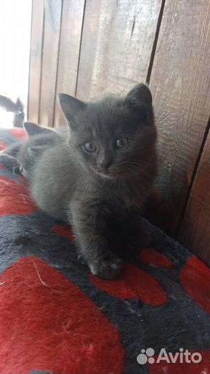 Британские котята