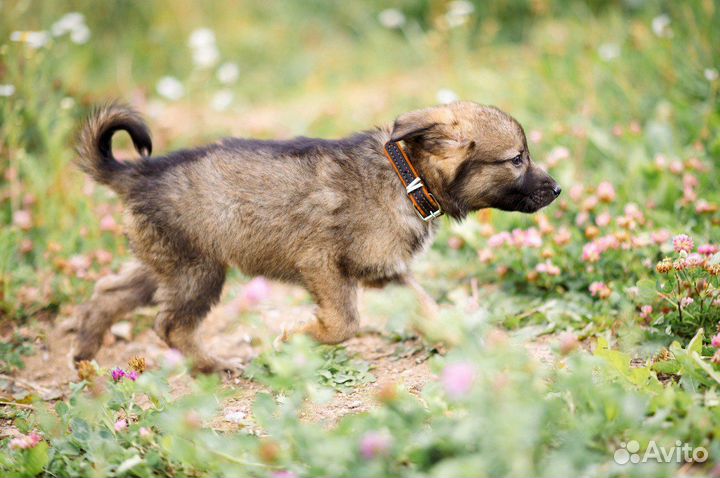 Щенки Мася и Бася ищут дом