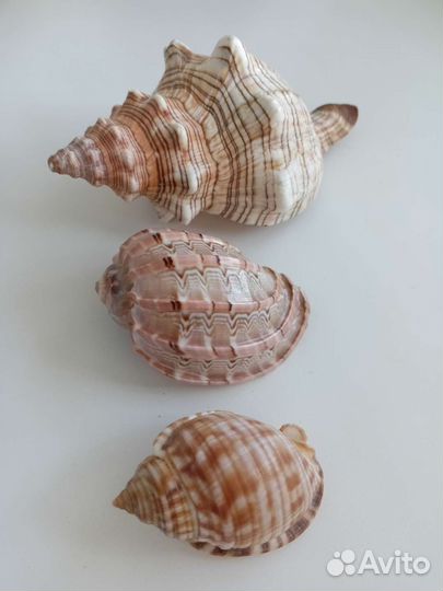 Морские раковины