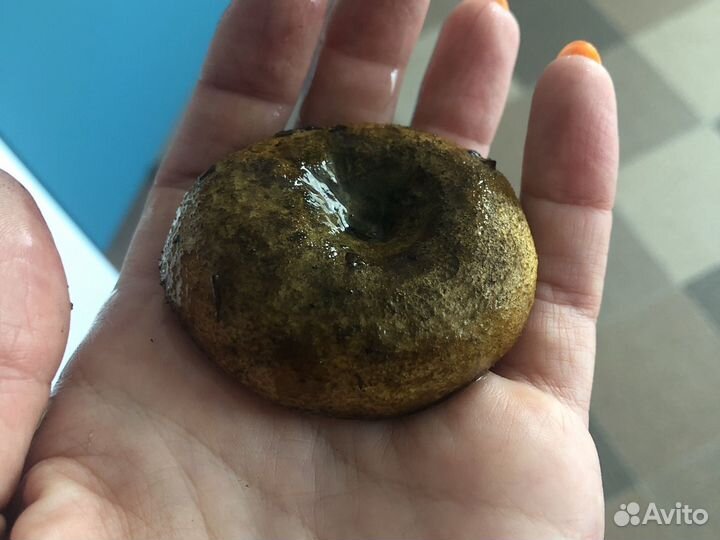 Грузди черные