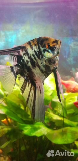 Аквариумные рыбки