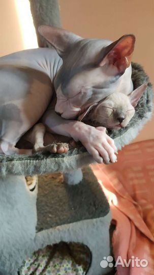 Котята сфинкс