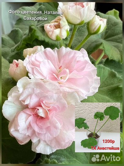 Пеларгонии сортовые