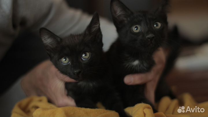 Отдам котят