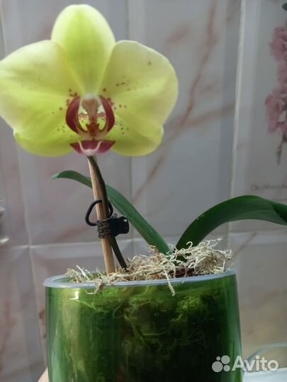 Орхидея фаленопсис подросток