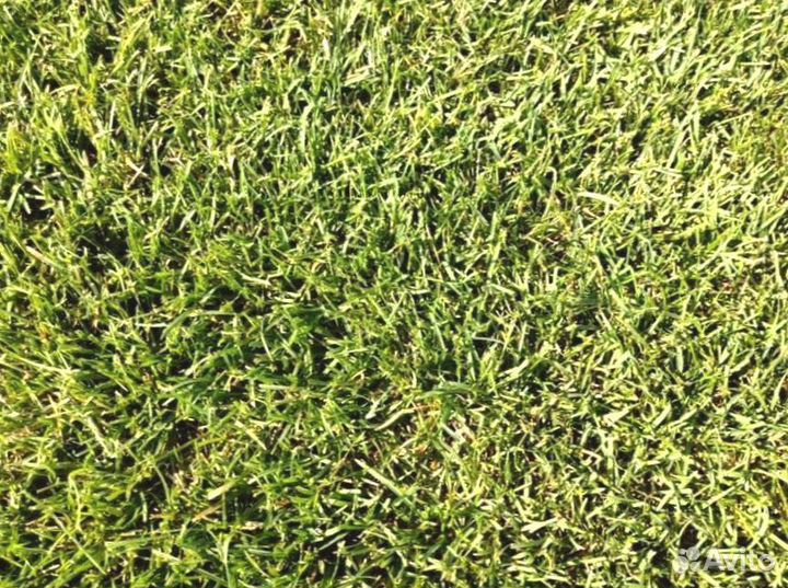 Рулонный газон