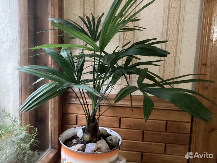 Веерные пальмы