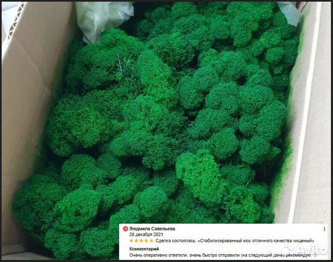Стабилизированный мох для декора стен и помещений