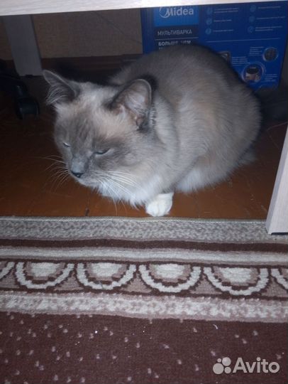 Кот