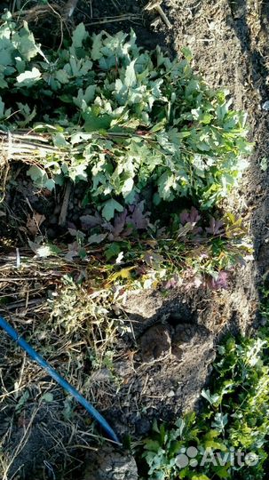 Вяз клён дуб ива тополь