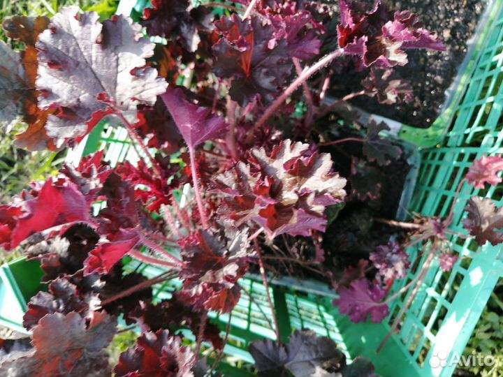 Флокс шиловидный почвопокровный, очиток