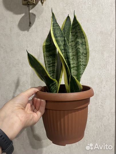 Сансевиерия