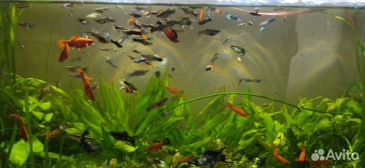 Гуппи,моллинезии