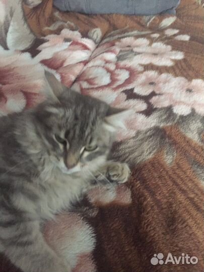 Маленький котик
