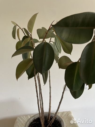 Фикус эластика