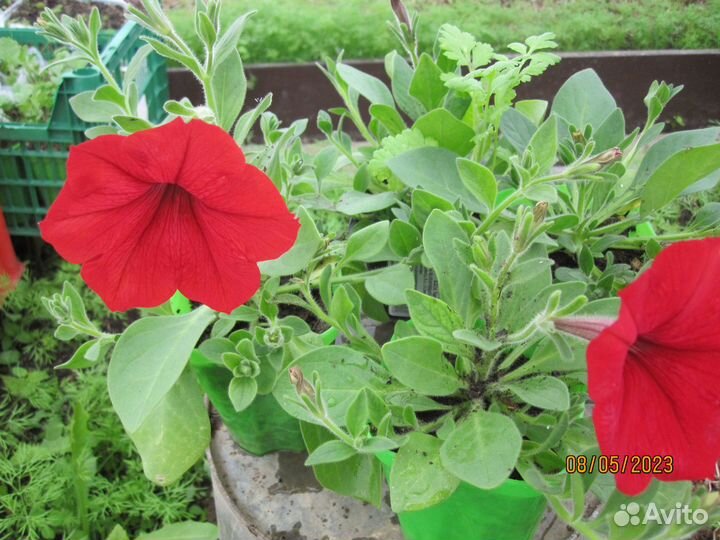 Продам рассаду цветы