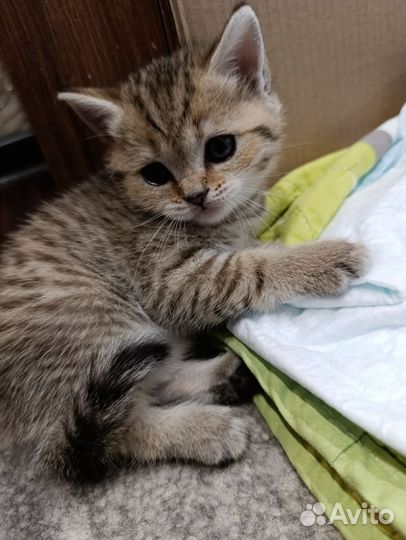Шотландские котята