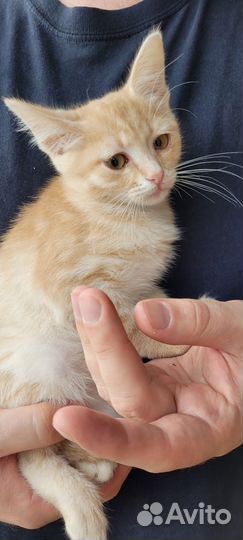 Отдам котят в хорошие руки