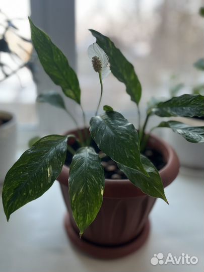 Цветок женское счастье (спатифиллум)