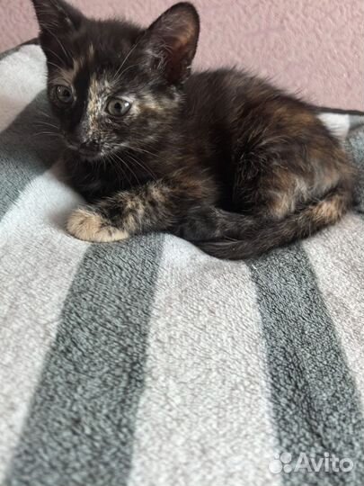 Кошка бесплатно