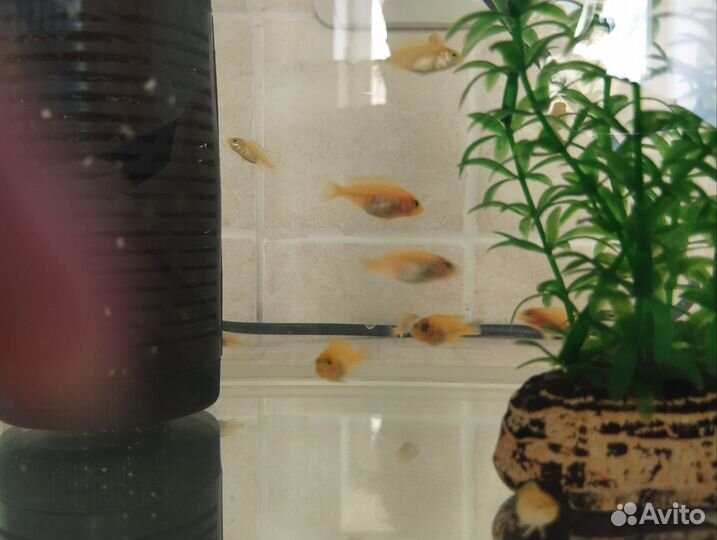 Аквариумные рыбки цихлиды